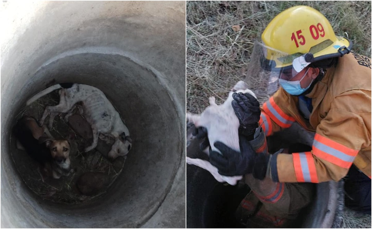 Ambos perros presentaban serios problemas nutricionales. | Foto: Benemérito Cuerpo de Bomberos de Costa Rica
