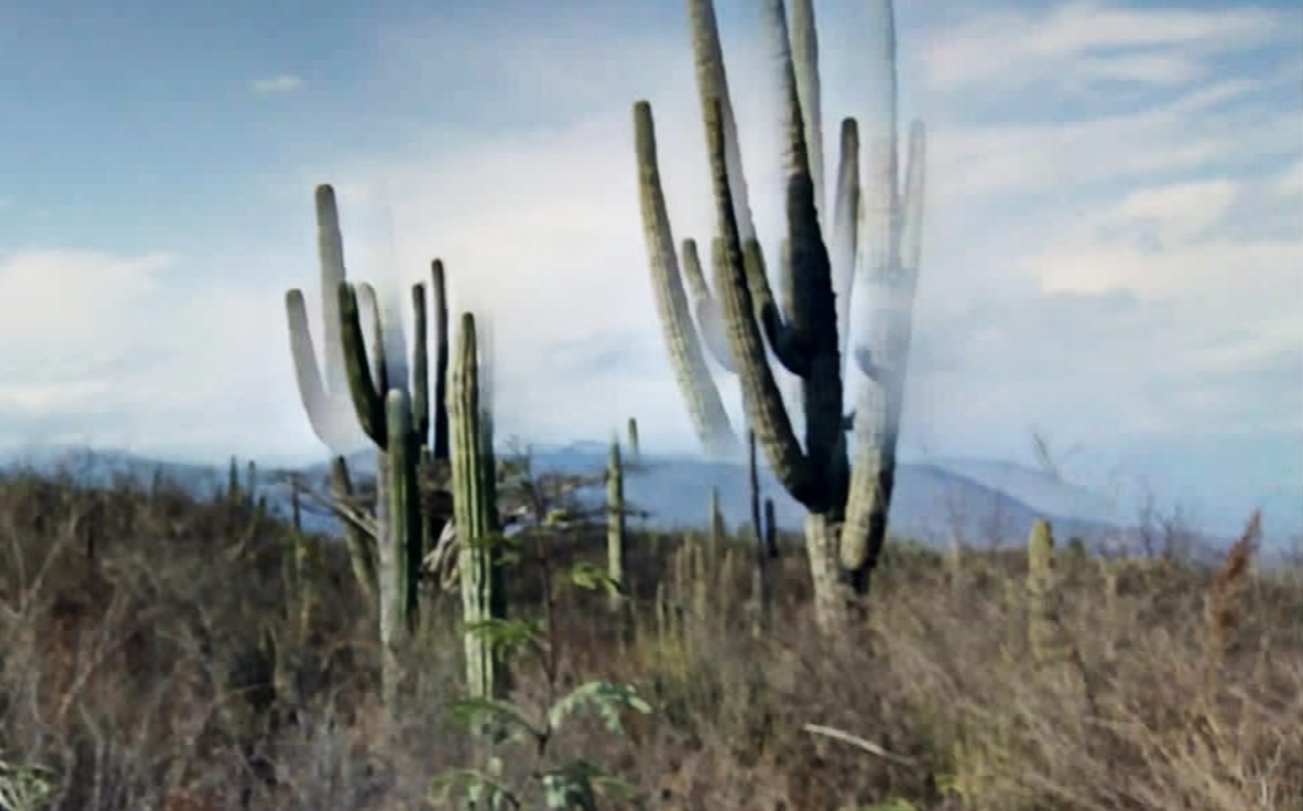 Reserva de la Biosfera Tehuacán-Cuicatlán | Apolonia Amayo