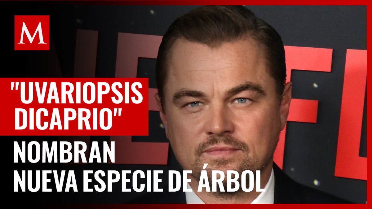 Leonardo DiCaprio recibe nueva distinción; científicos nombran árbol