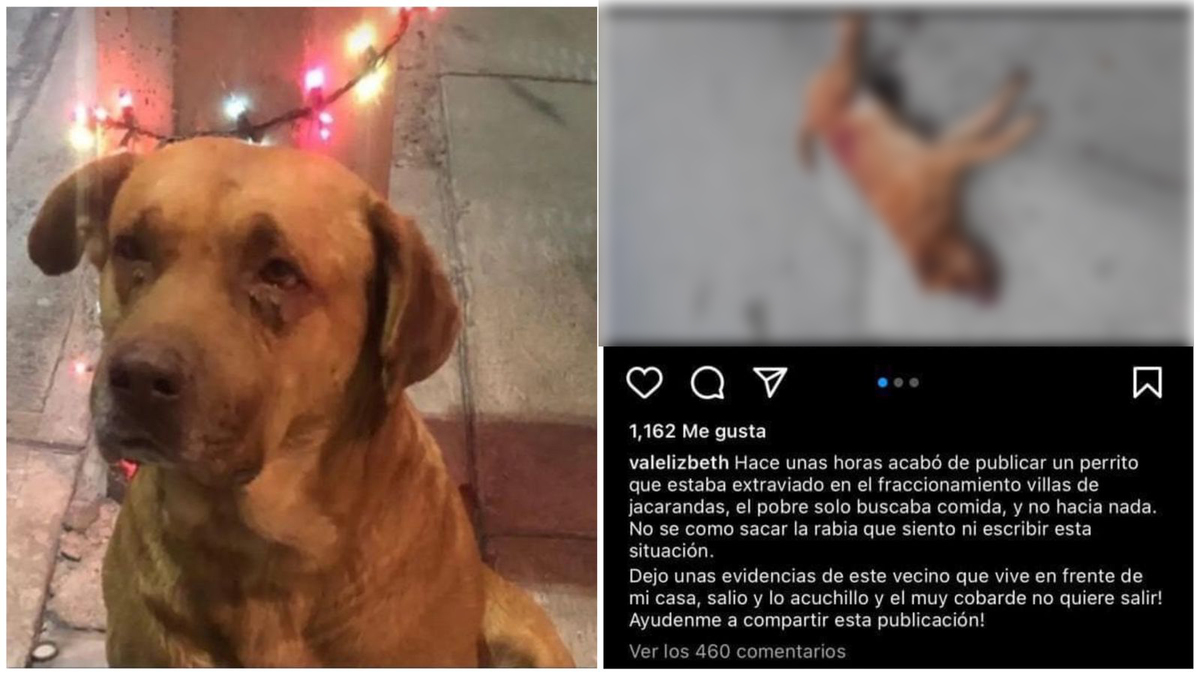Exigen justicia por el asesinato a puñaladas de un perrito en SLP