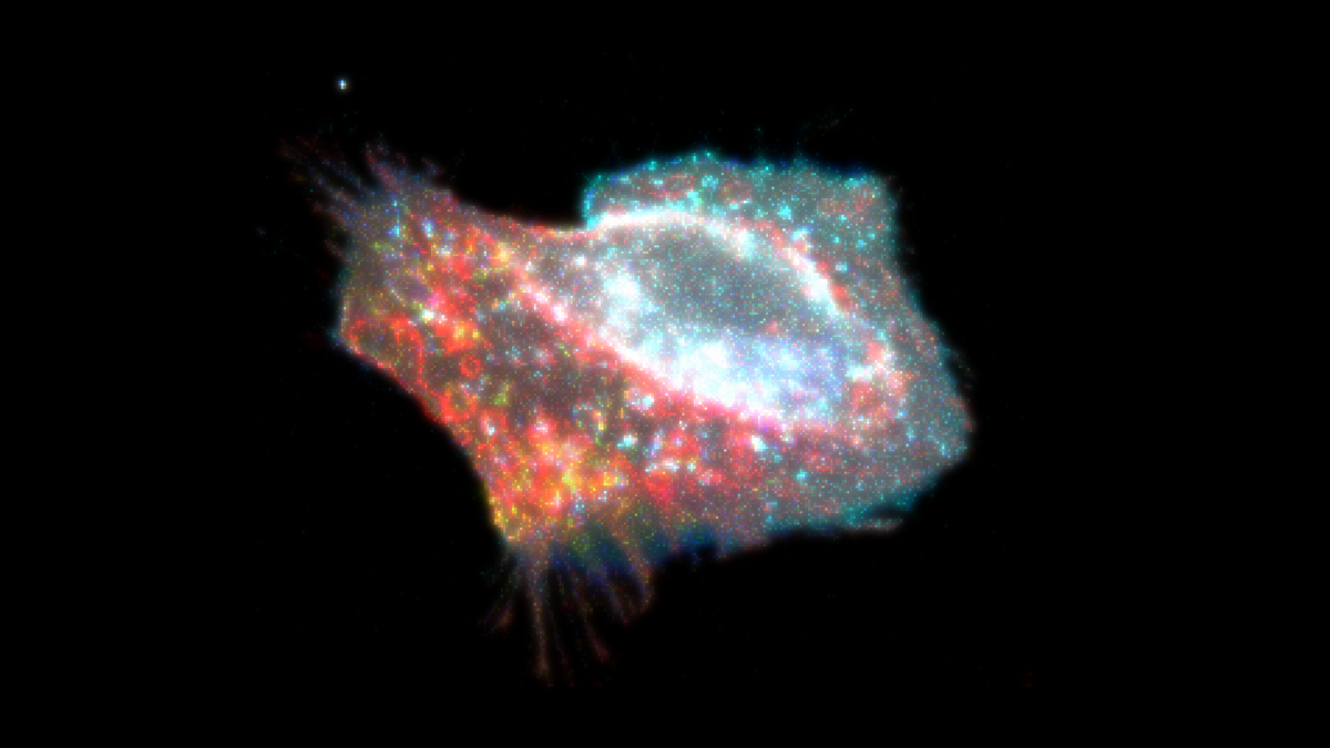 Imagen de celula con piroptosis. | Foto publicada por UIC, Gary Mo.