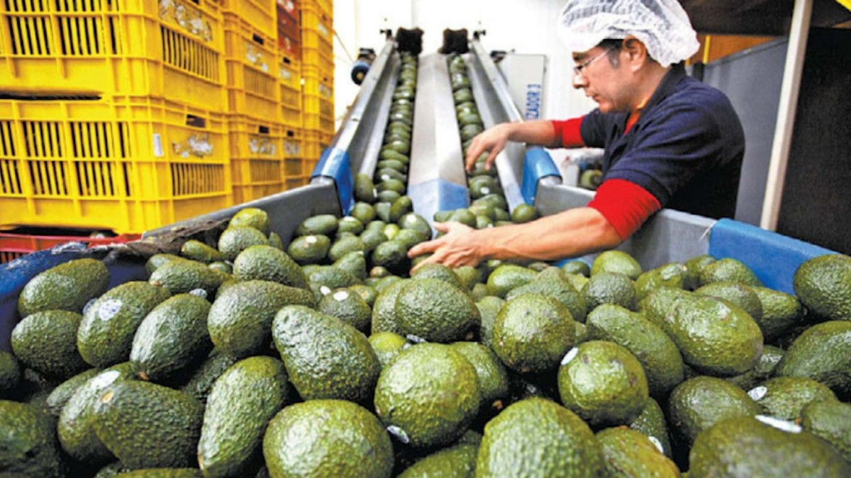 Aguacate mexicano alista un envío histórico al Super Bowl