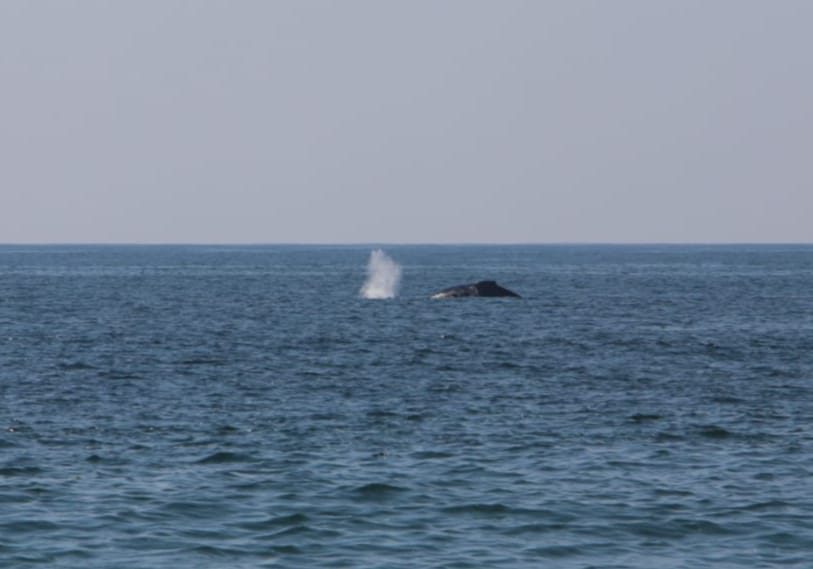 Las ballenas fueron rescatadas por elementos de la Marina. (Javier Trujillo)