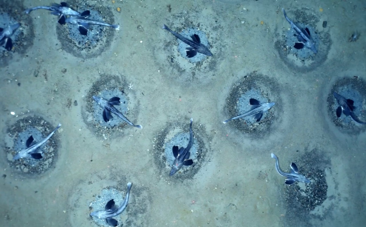 Científicos hallan gran anidación de peces draco en Antártida