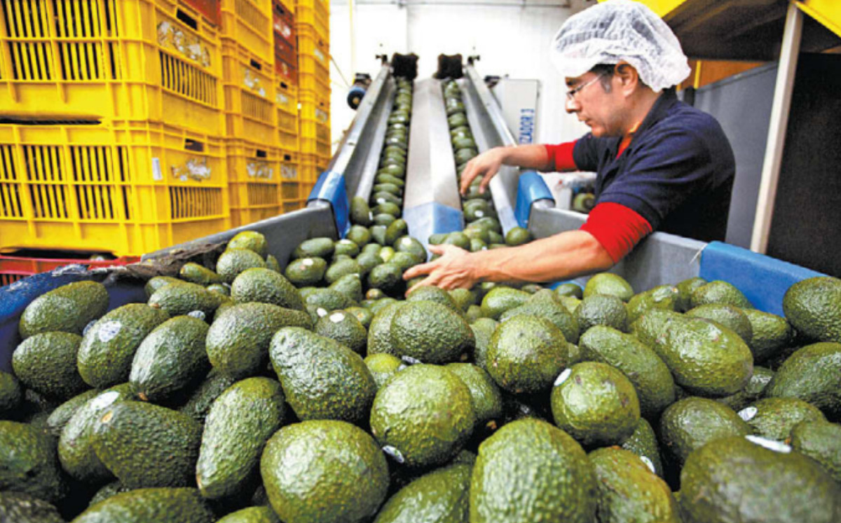 El país es el mayor exportador de este fruto, lo manda a 34 países. LUIS GRANADOS/EFE