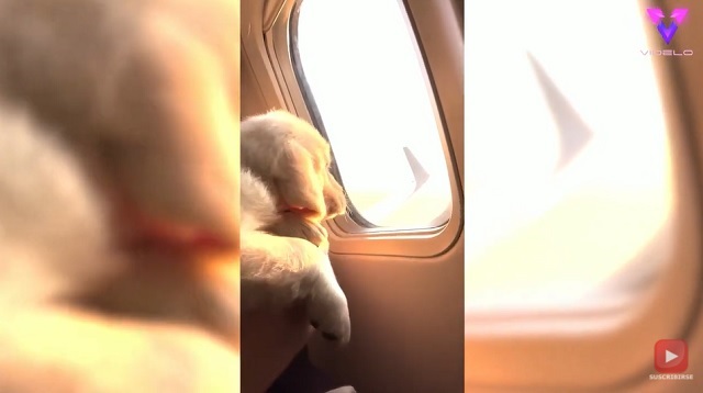 Perrito se asoma por la ventana de un avión (Captura)