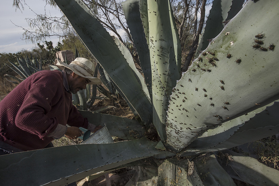 La extracción de aguamiel también se ha vuelto complicado, ya que cientos de moscas merodean los magueyes raspados. | Jesús Quintanar