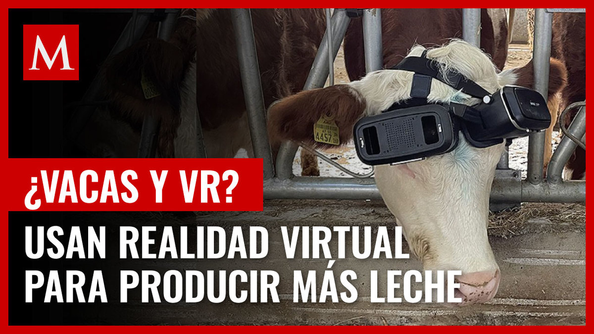 Aumentan producción de leche de vaca con lentes de realidad virtual