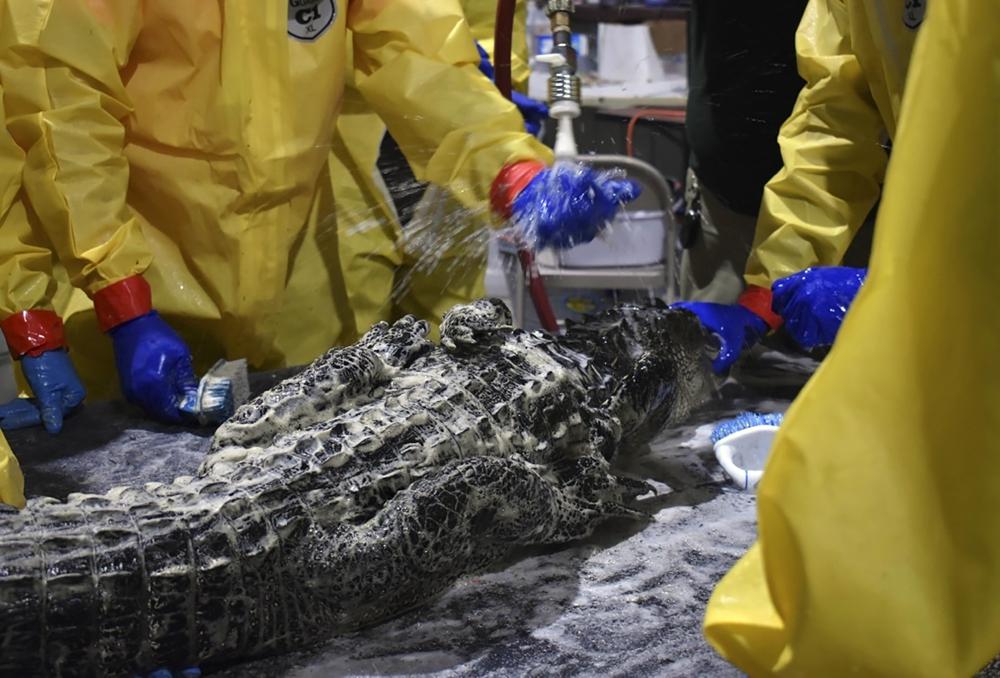 Baño a caimanes contaminado de diésel. (AP)