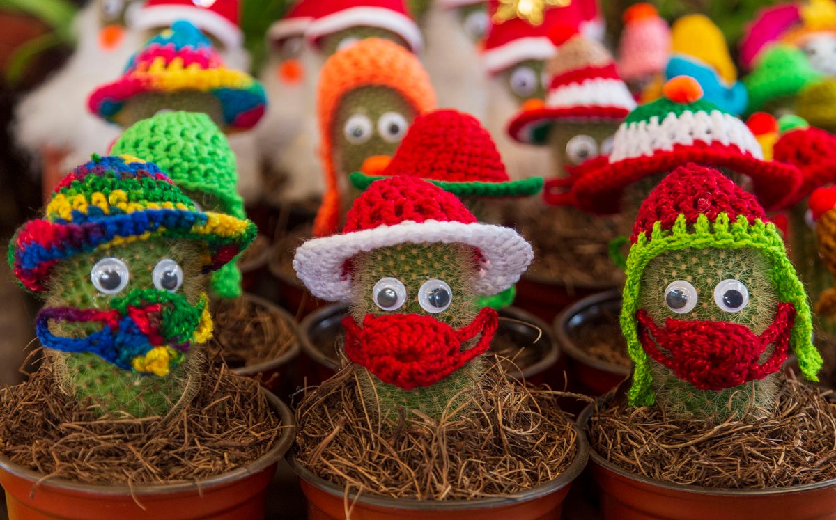 Cubrebocas decorativo para cactus | Andrés Lobato