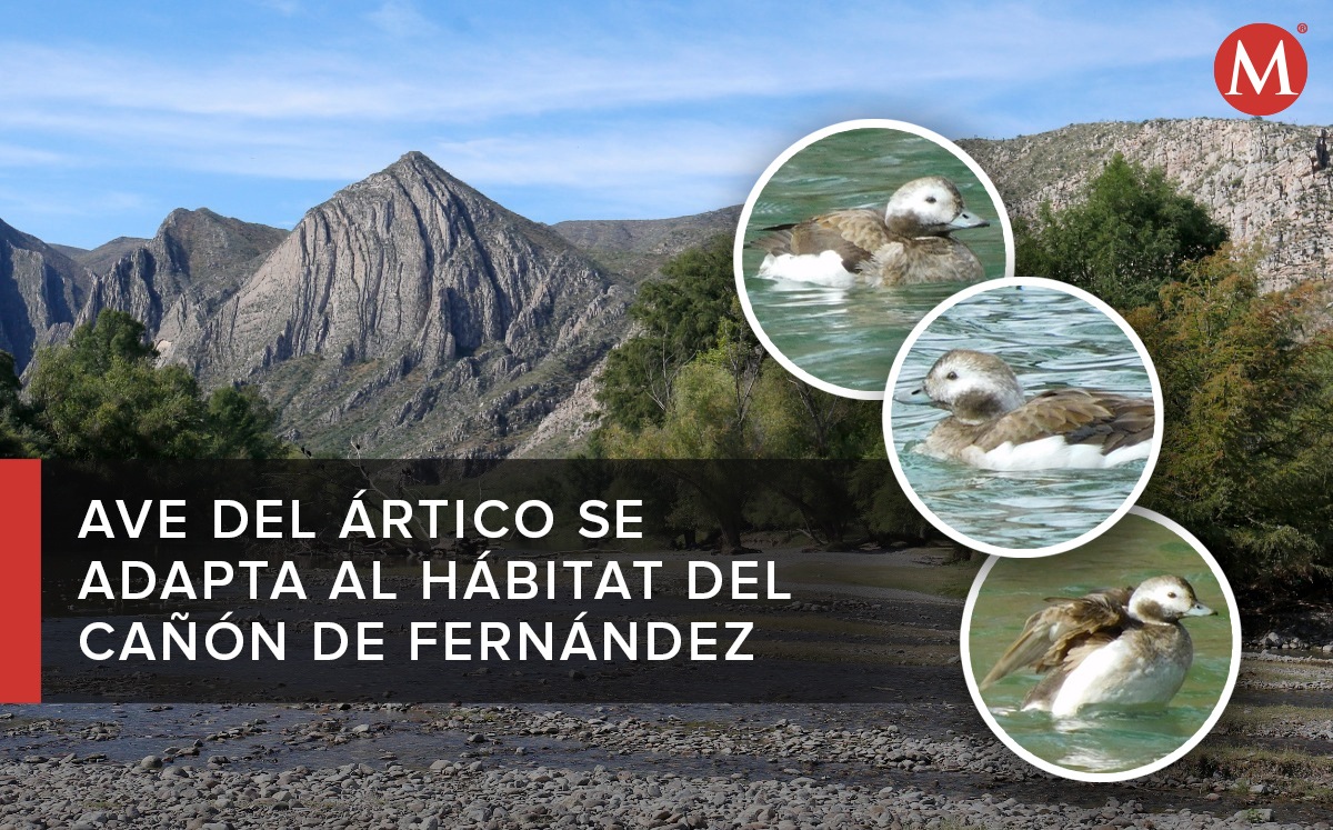 El Pato Havelda o Cola Larga existe en abundancia en la cordillera ártica. (Especial)