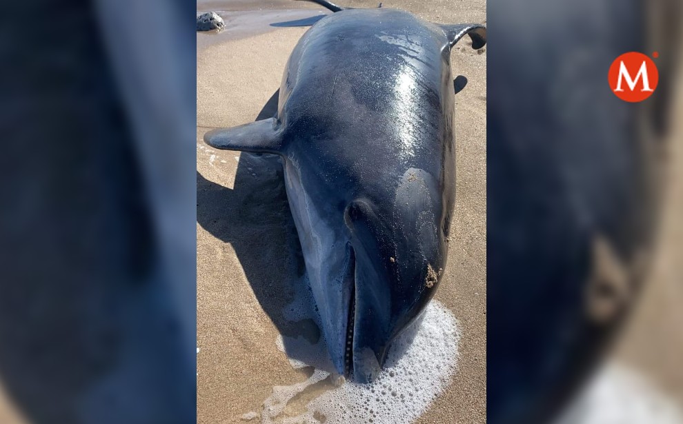 Aparece primer delfín muerto de año en Miramar