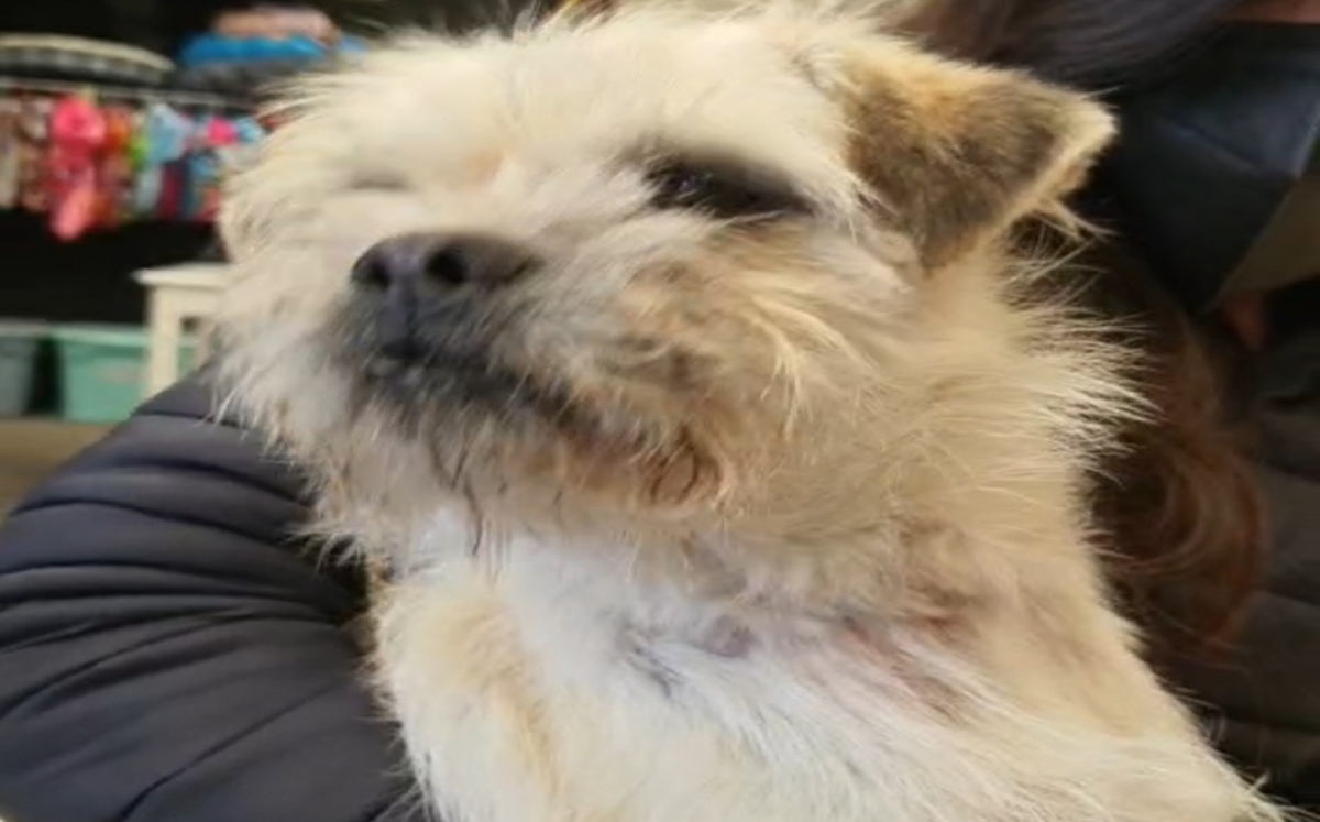 Boby, perrito abandonado y adoptado en Tehuacán