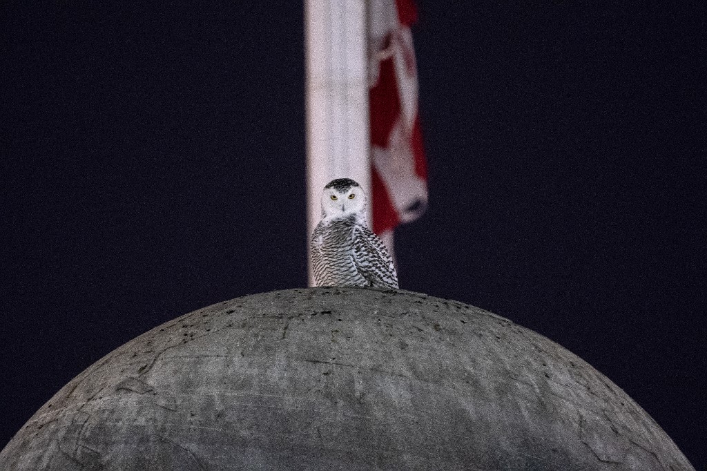 Un búho nival del Ártico causa sensación en Washington  | AFP
