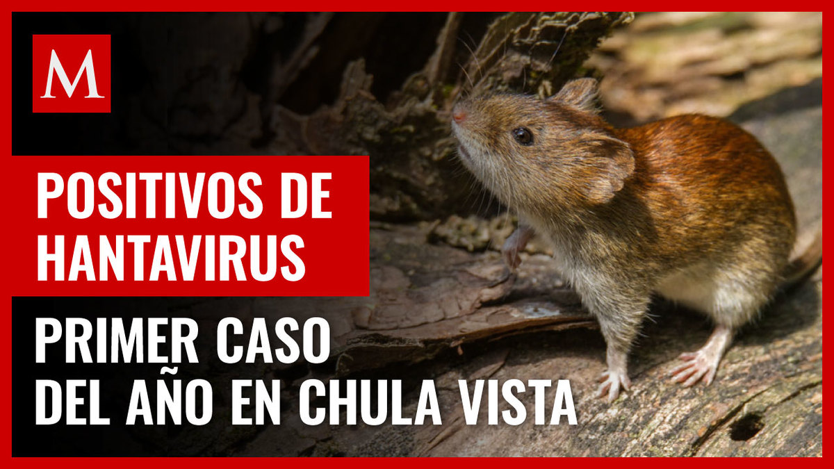 California. Roedor da positivo a hantavirus en Chula Vista