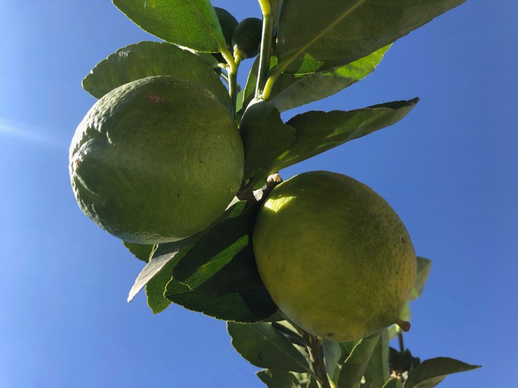 El precio del limón “por las nubes” en Michoacán