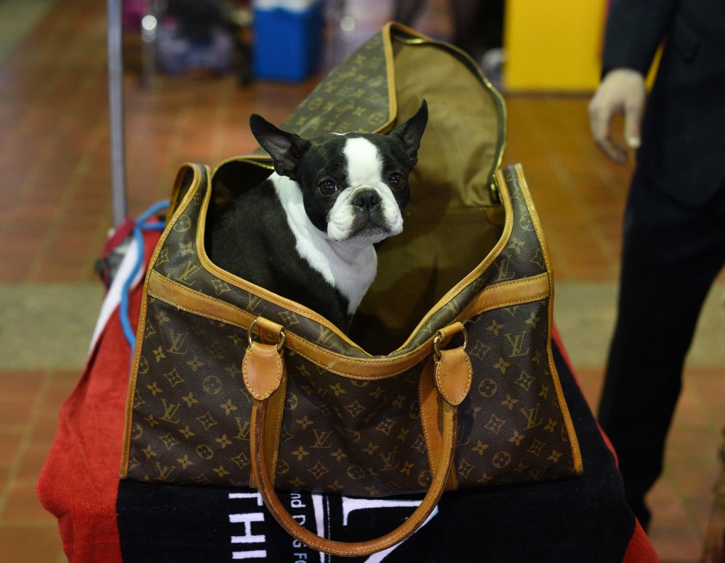 Bulldog francés, preferido de las estrellas. /AFP