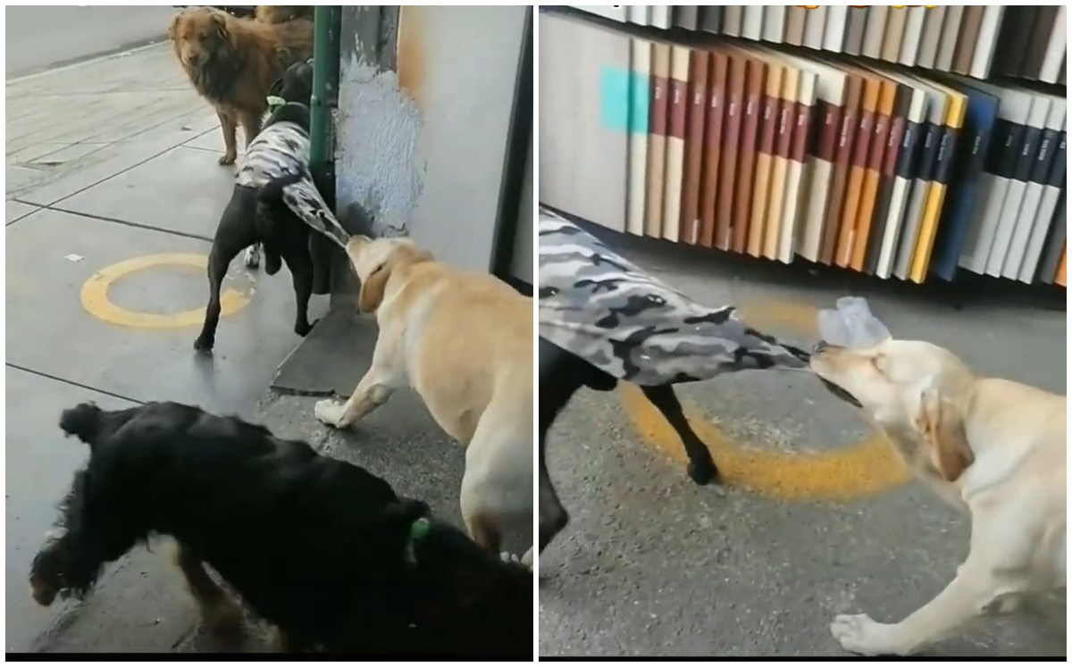 Perrito evita pelea (Captura)