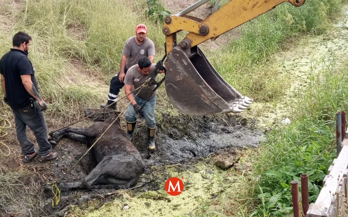 Caballo es rescatado de morir tras caer a una zanja con lodo. (Antonio Campos)