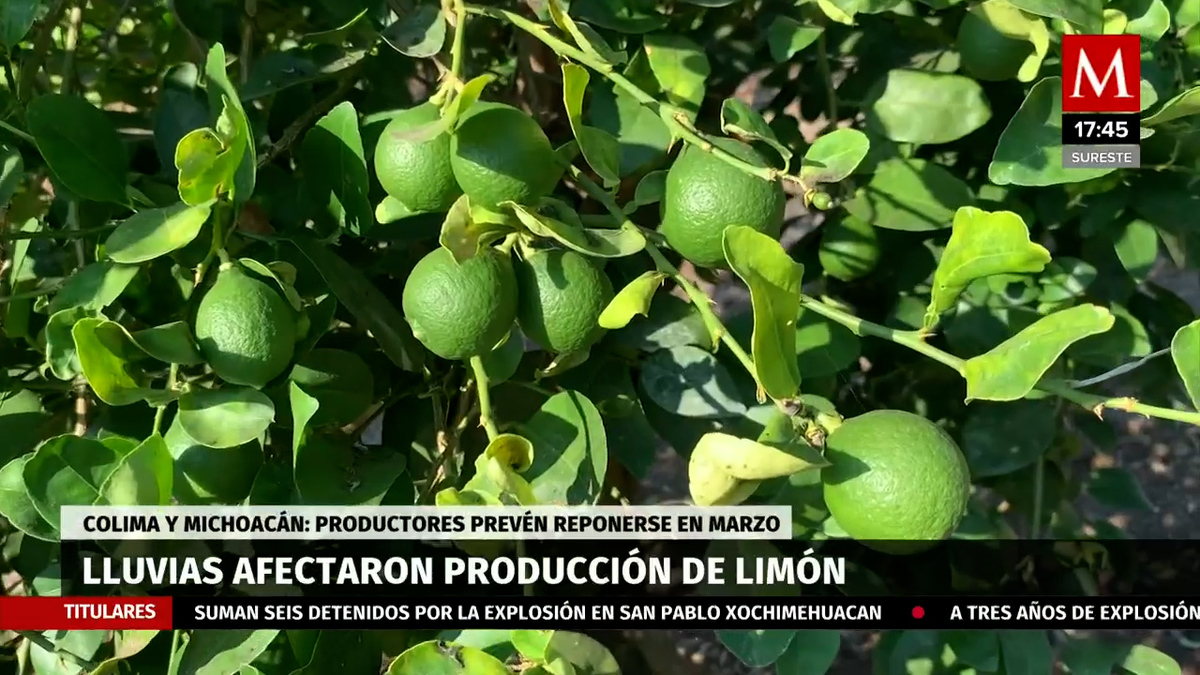 Lluvias afectaron la producción de limón en Colima y Michoacán