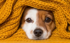 ¿Cómo afectan a nuestras mascotas los cambios de temperatura? (Shutterstock)