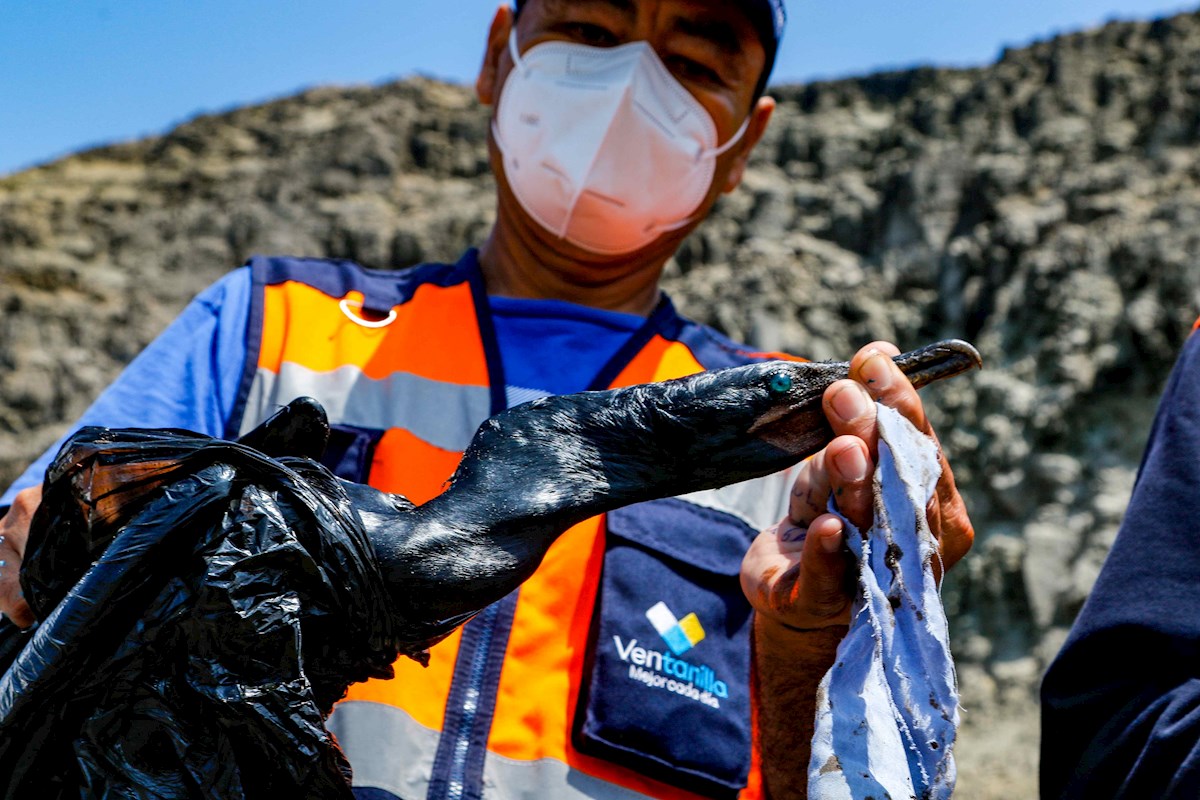 El derrame de petróleo en Perú afectó a varios animales, provocando la muerte de algunos. | EFE