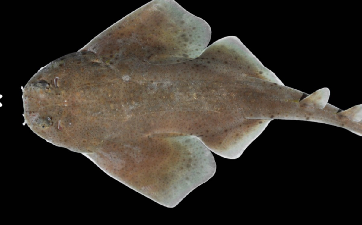 Fue nombrada Squatina mapama . (Instituto Smithsonian )