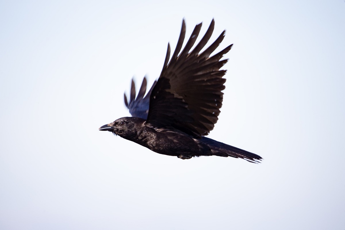 Los cuervos abundan en Sunnyvale, California. (Unsplash)