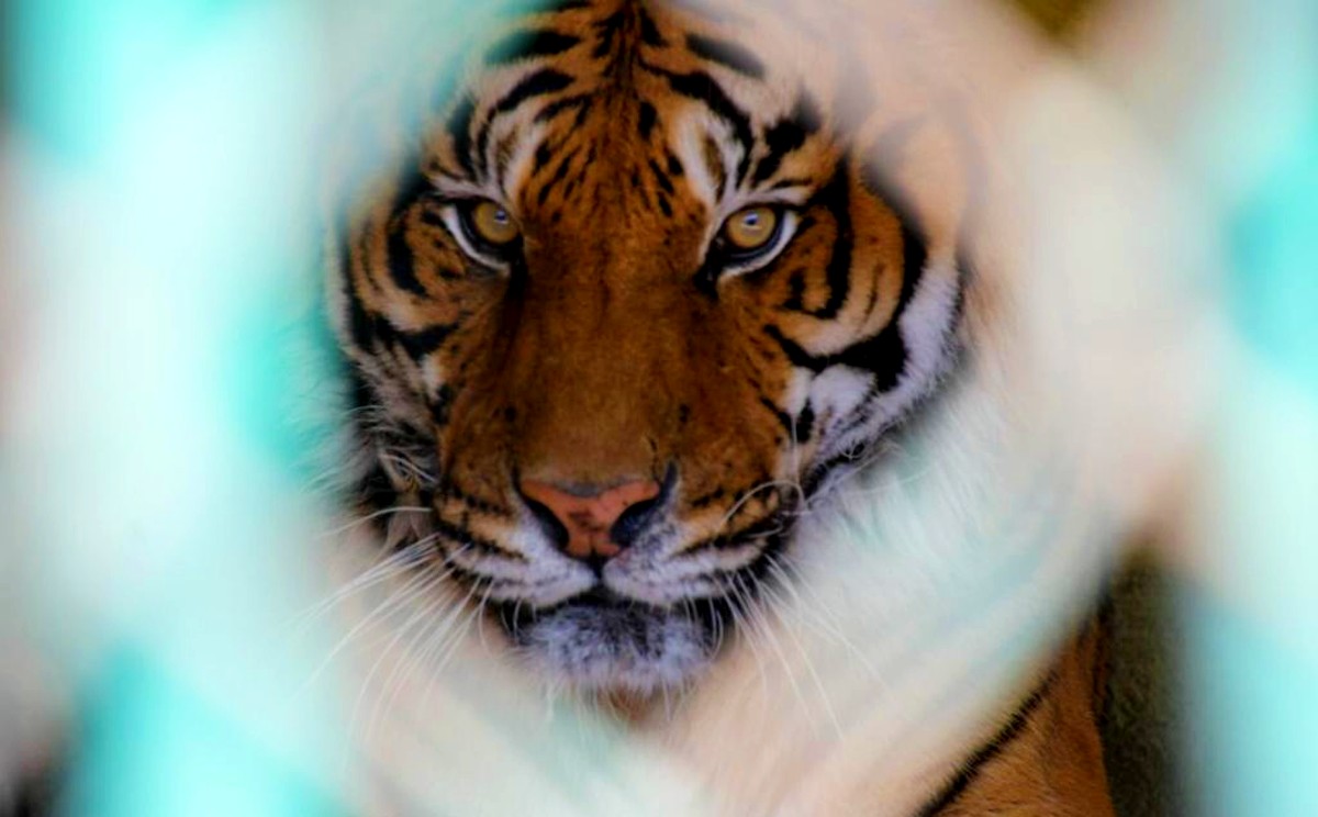 Mamá tigre.