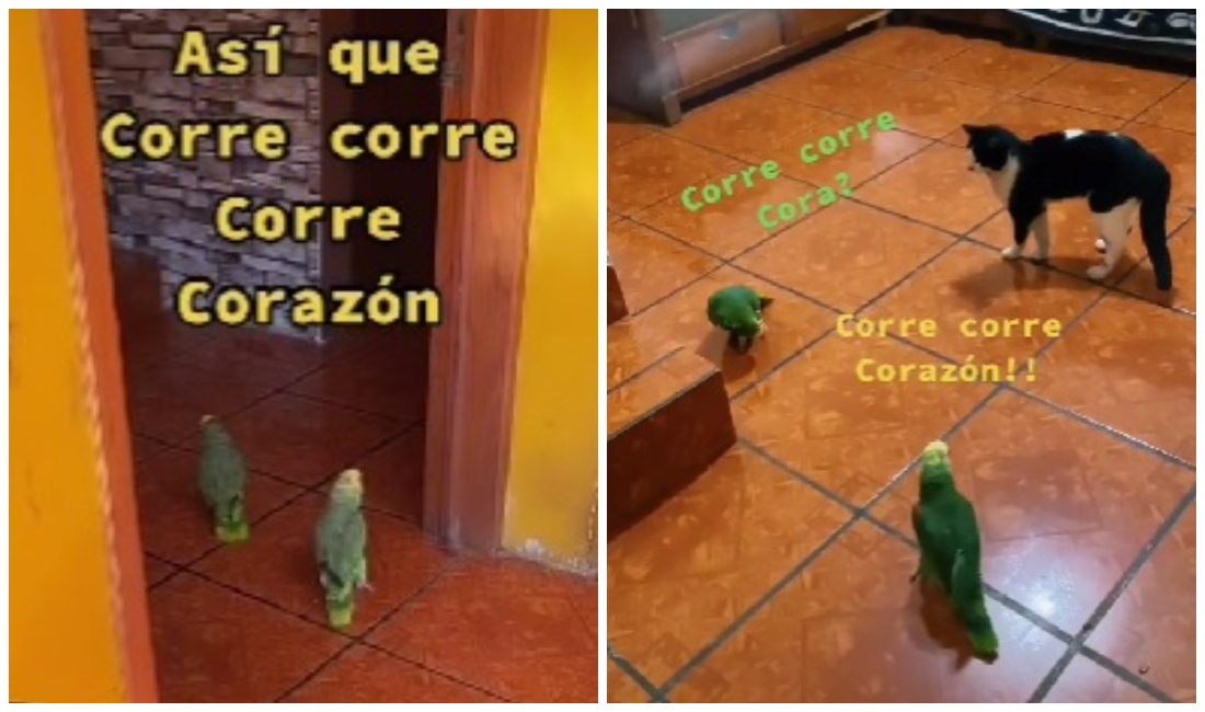 Estos animalitos han sorprendido con su habilidad para "cantar" (captura de pantalla).