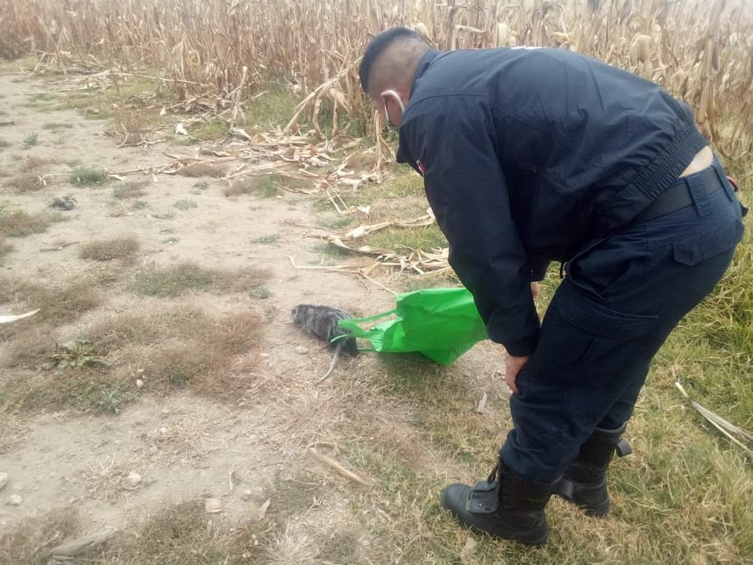 El pequeño fue liberado en su hábitat.