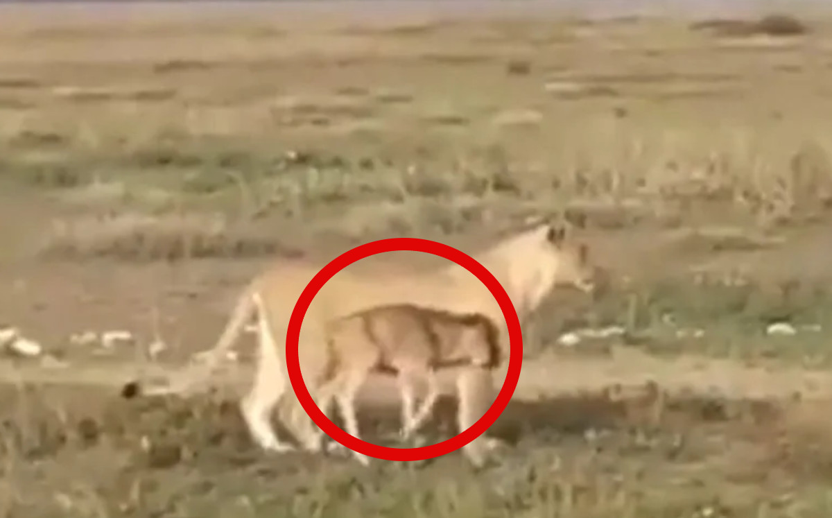 Una leona se pone en papel de madre con una cría de ñu perdida. |Especial