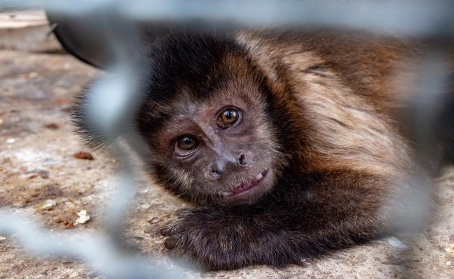 3 años de prisión por tener en su domicilio a un animal en peligro de extinción | Fiscalía General del  Estado, Ecuador