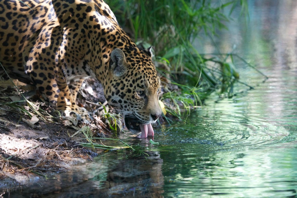La población de jaguares en México aumentaron un 20% pese a estar en peligro de extinción (Gerardo Ceballos)