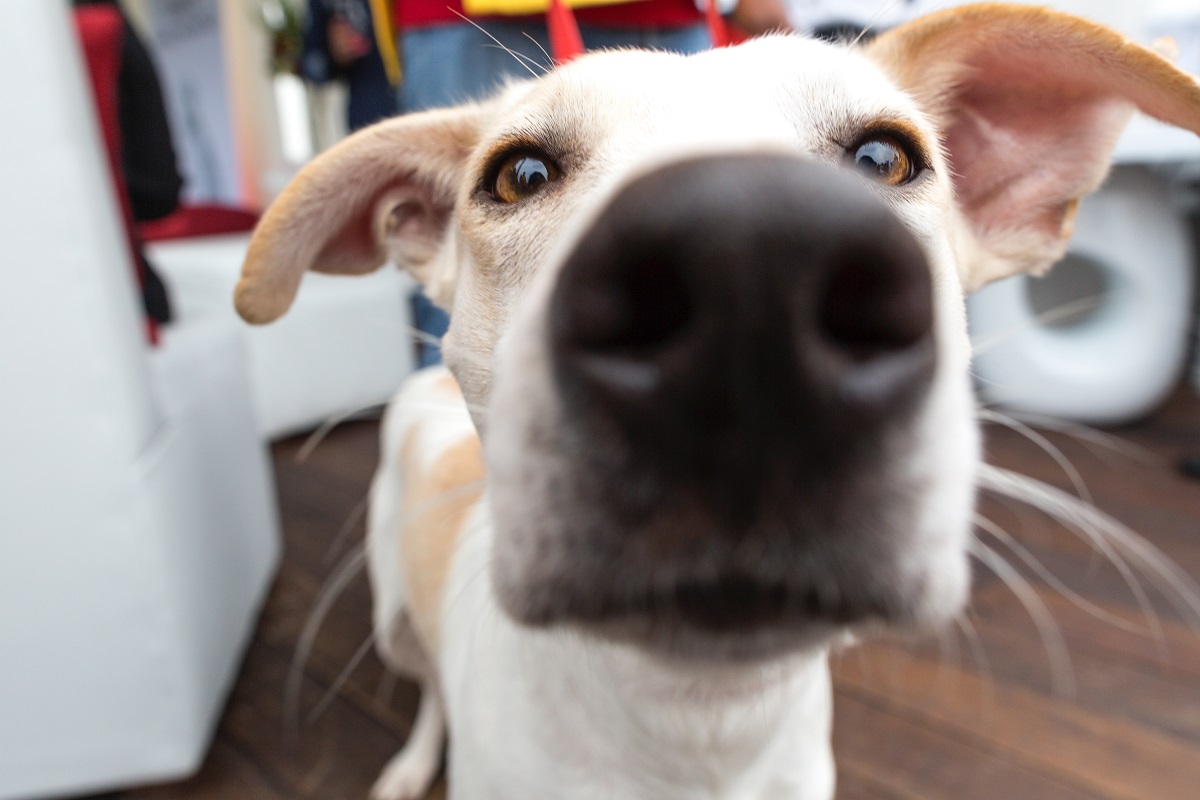 Adopción canina. | UNSPLASH