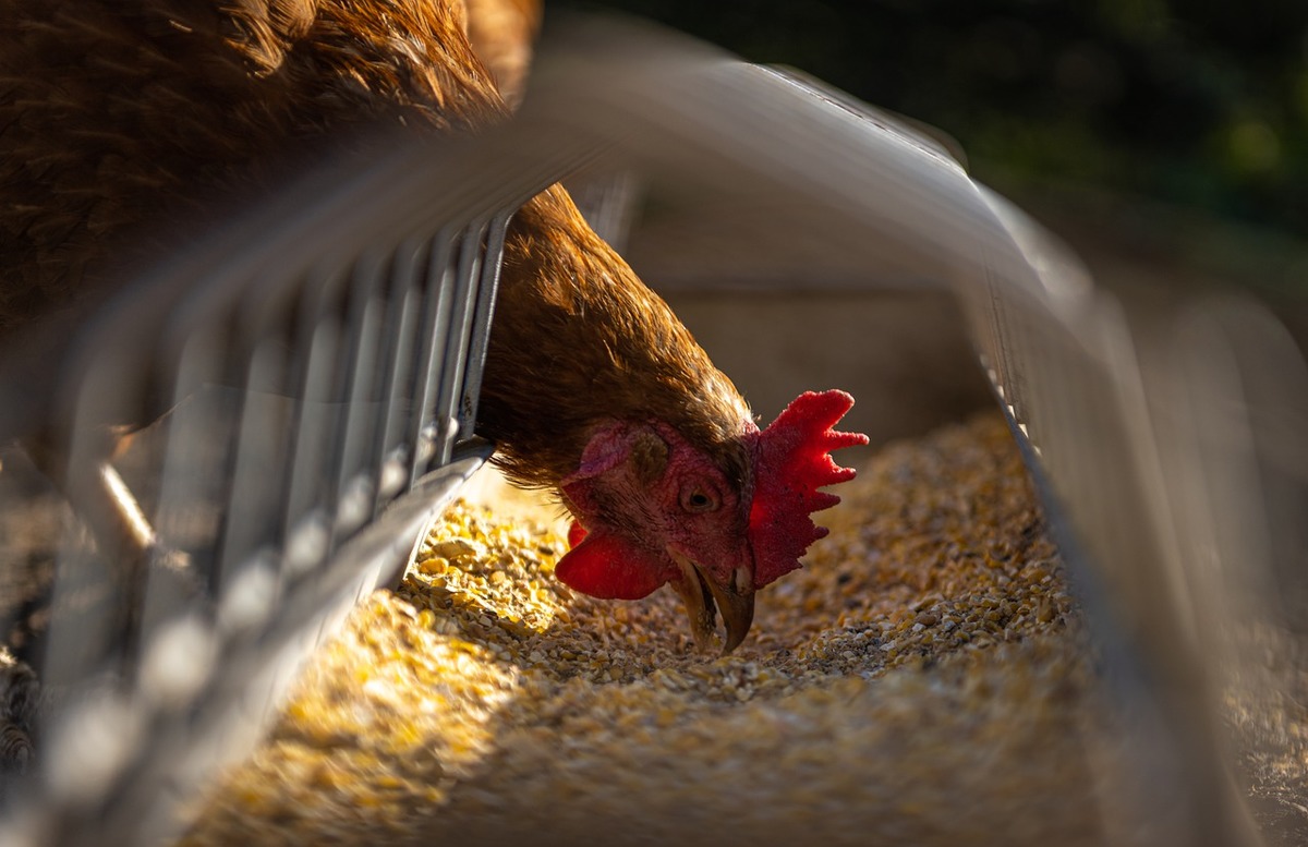 Italia sacrifica 18 millones de aves de corral por gripe aviar. | Foto: Pixabay