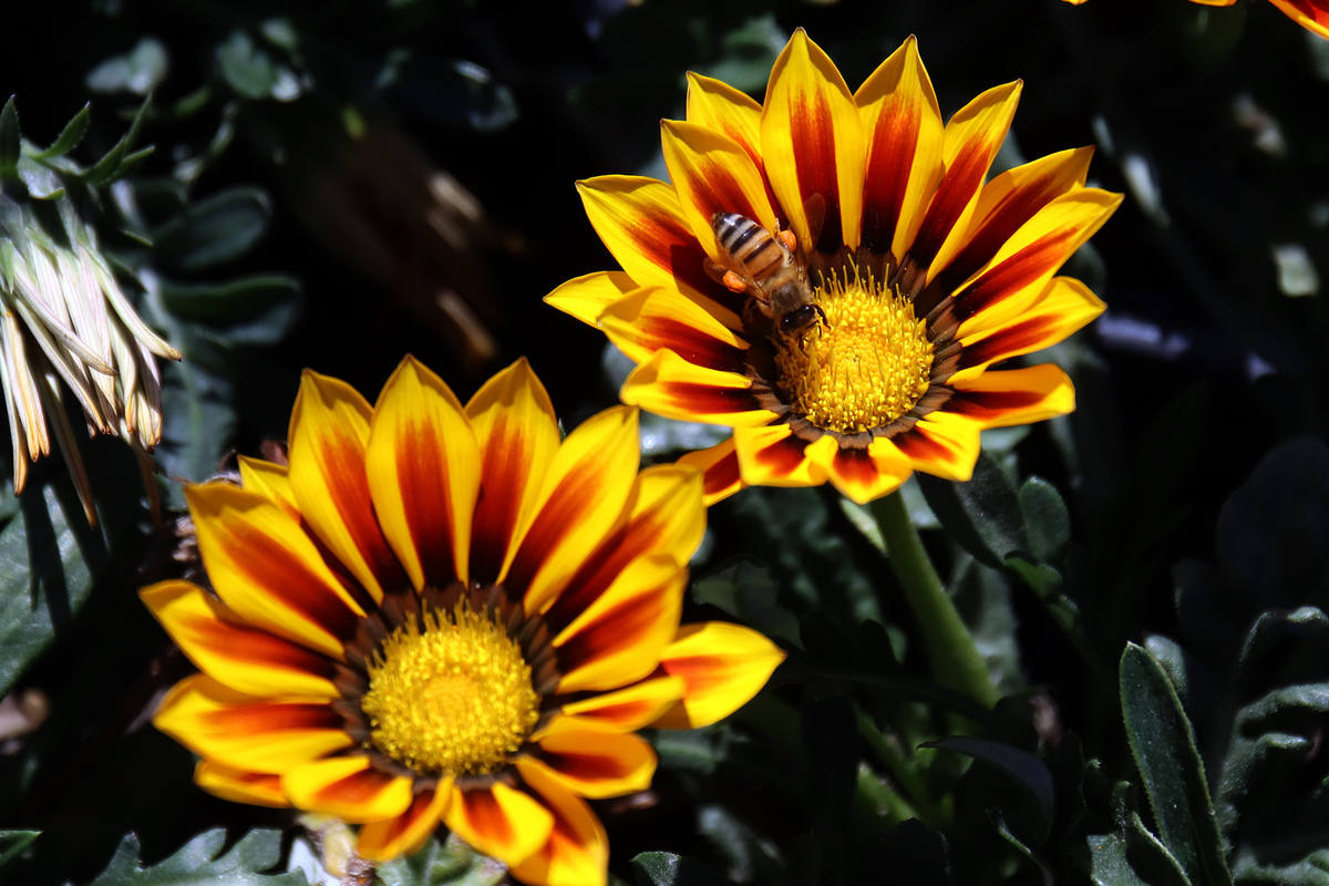 Crece demanda de miel de abeja con llegada de ómicron. | Rolando Riestra