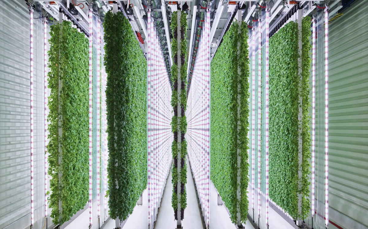 Walmart se convertirá en el primer gran mayorista de EU en invertir en la agricultura vertical. Foto: (AP)