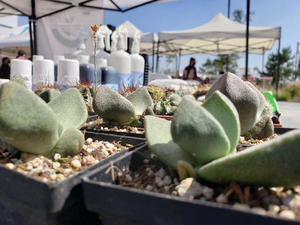 Se llevó a cabo la Feria Ambiental en Zapopan. (Diana Barajas)