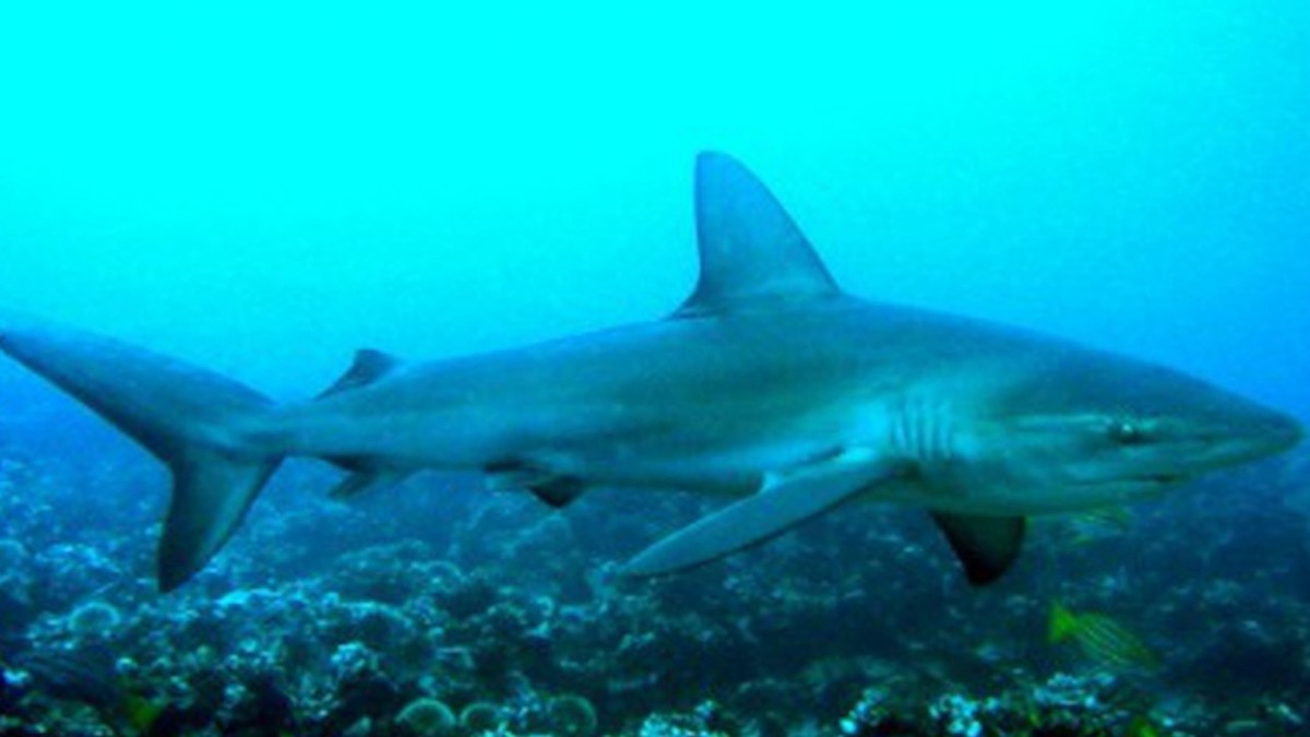 Oceana presenta amparo por mares; 43% de especies pesqueras en riesgo de colapsar