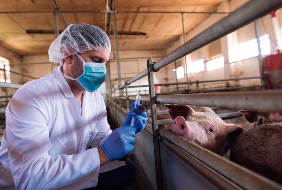 El uso mundial de antibióticos en animales de granja aumentará 67% en 2030.