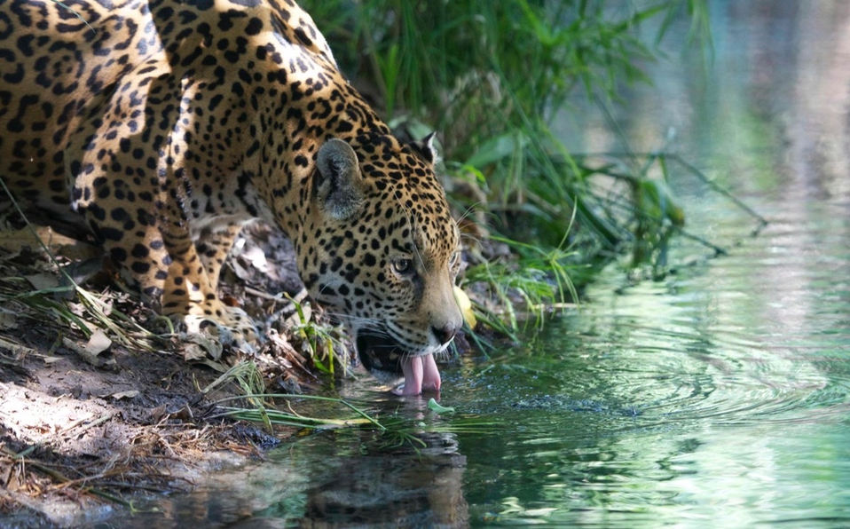 Jaguar recupera reinado en selvas mexicanas: aumenta población un 20 por ciento
