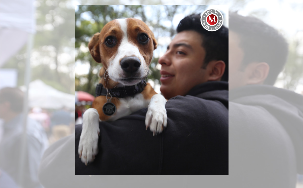 Las mascotas son el mejor amigo del hombre | Especial