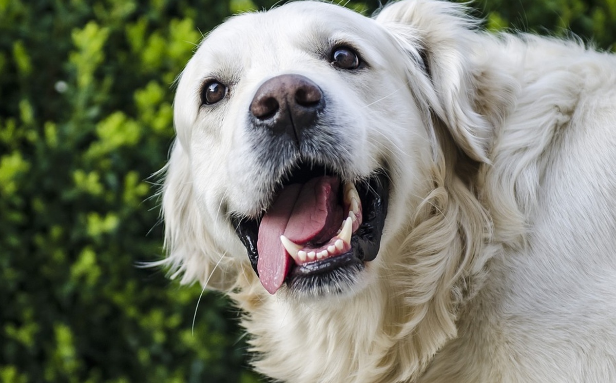 Con estos tips evitarás enfermedades dentales y mal aliento en tus mascotas (Pixabay).