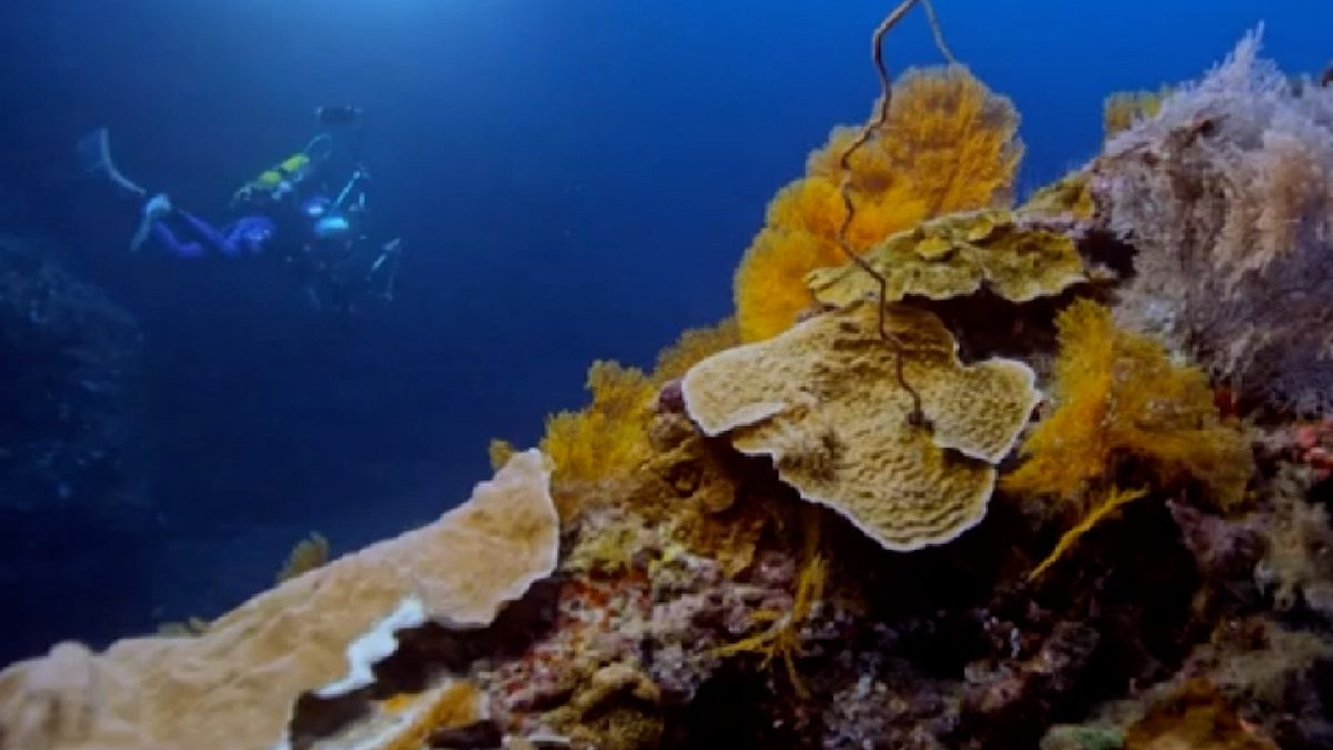 ¡Increíble! Descubren uno de los arrecifes de coral más extensos
