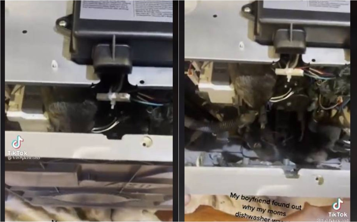 Descubre nido de ratas en lavavajillas y se hace viral en TikTok (Especial).