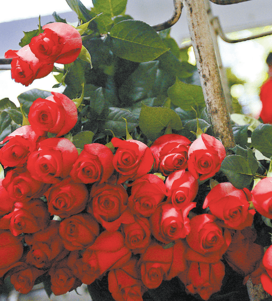 Los ramos de 24 rosas son los más cotizados en esta temporada. Archivo
