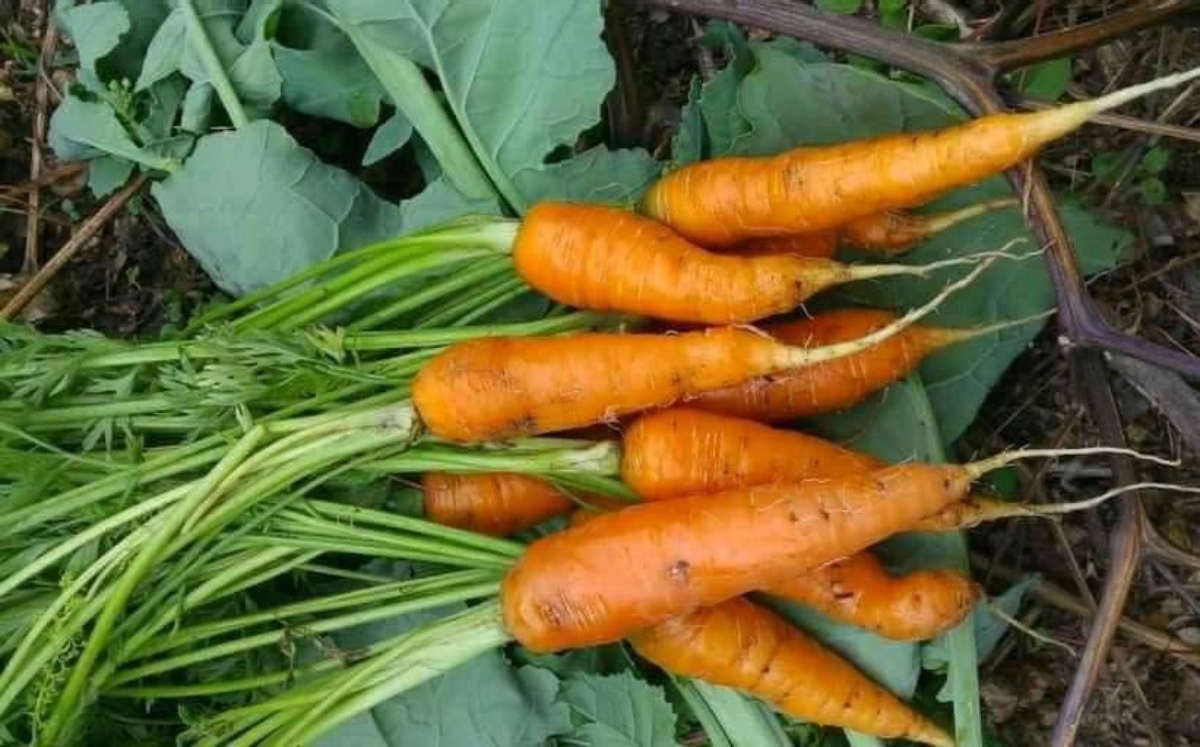 Bajan ingresos de campesinos de Tehuacán Puebla por reducción de precios en hortalizas | Especial