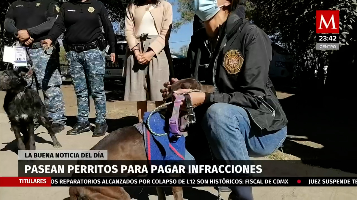En CdMx, pasean perritos como parte de trabajo comunitario