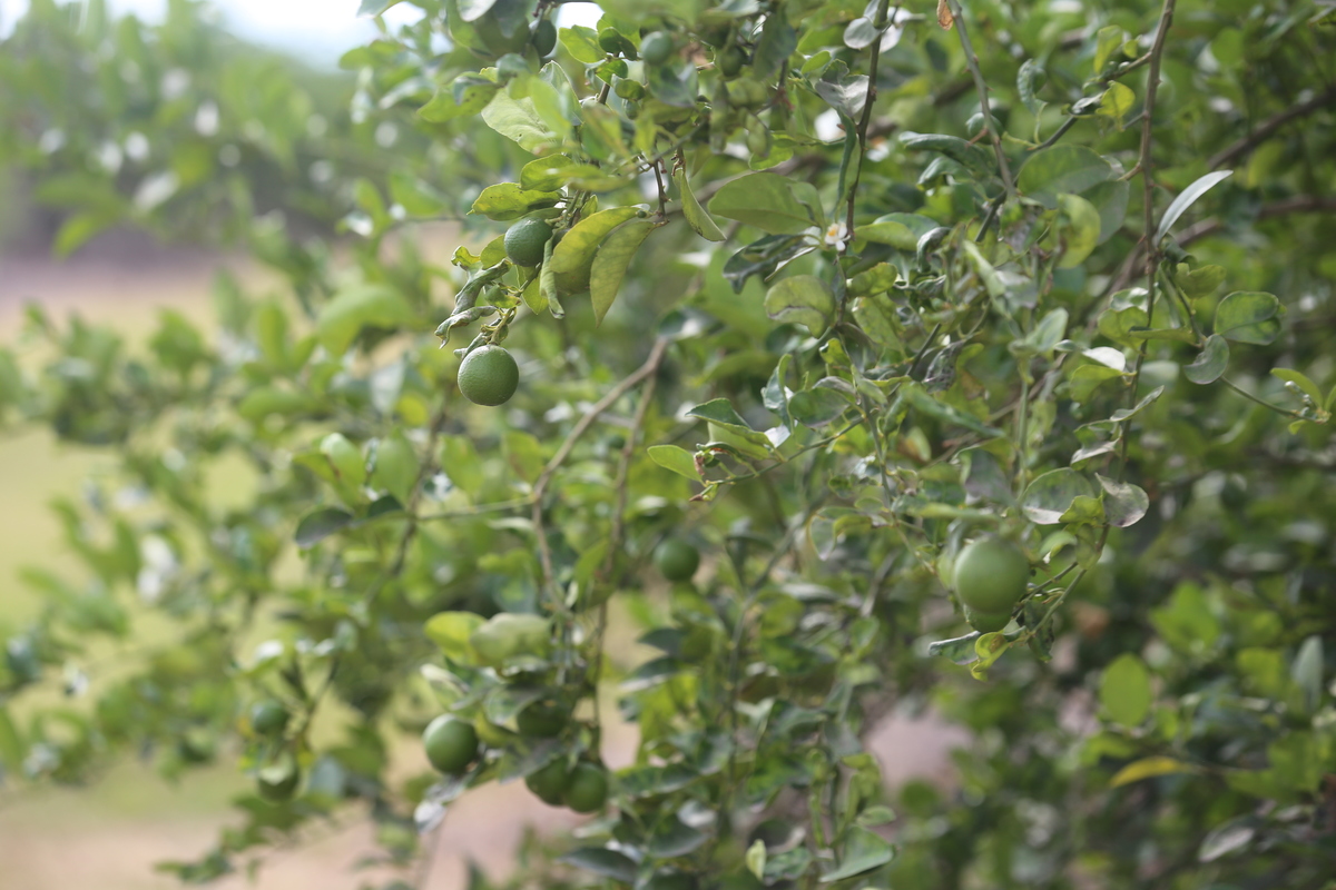 Agricultores del valle de Tepalcatepec denunciaron el robo de maquinaria de siembras. (Jorge Carballo)